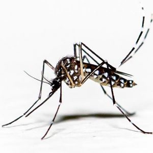 Aedes-aegypti-mosquito